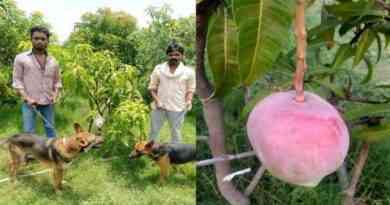 How mango changed the life of a gullible farmer