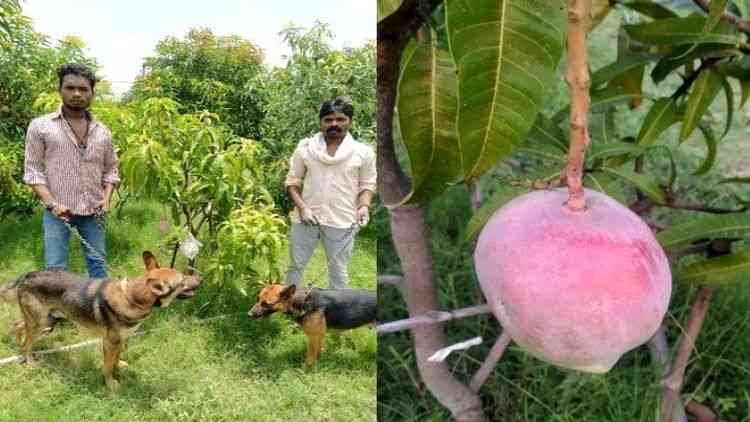 How mango changed the life of a gullible farmer