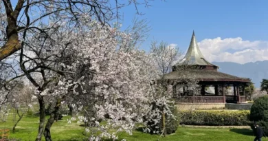 Kashmir: Beautiful view of Tulip and Badamwari Garden awaits tourists, see photos