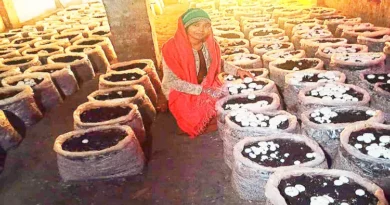 Zainab Begum: Once stumbled for a job, now became self-sufficient by cultivating mushrooms