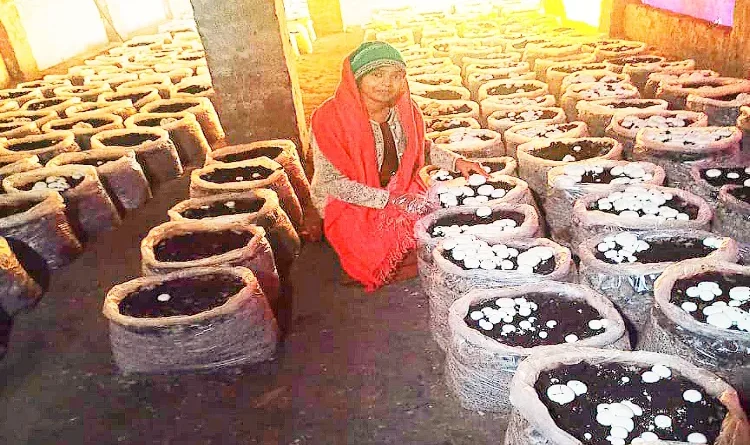 Zainab Begum: Once stumbled for a job, now became self-sufficient by cultivating mushrooms