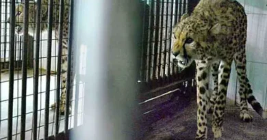 There is also a cheetah in the zoo of Hyderabad, Saudi Arabia had given a gift