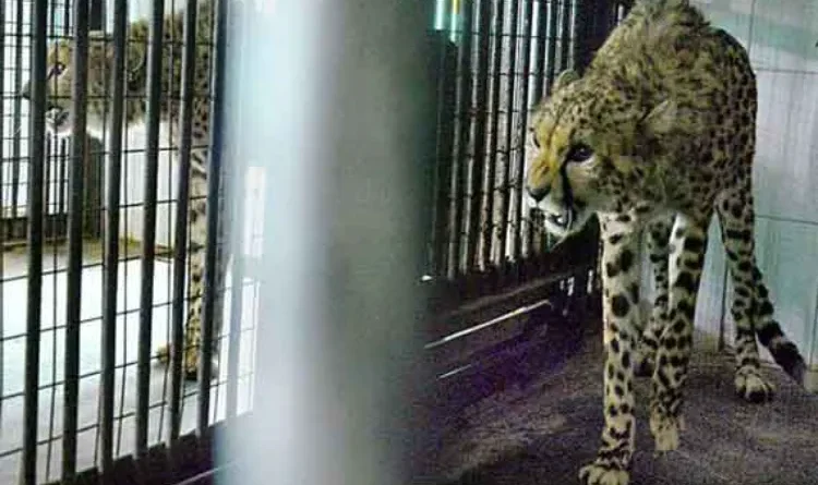 There is also a cheetah in the zoo of Hyderabad, Saudi Arabia had given a gift