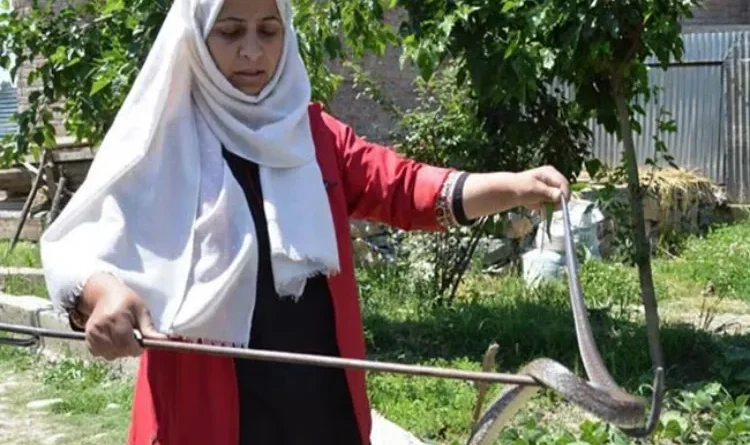 Kashmiri wildlife activist Aaliya Mir honored with wildlife conservation award for catching snakes in the blink of an eye