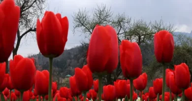 Asia's largest Tulip Garden opens from March 19, see photos