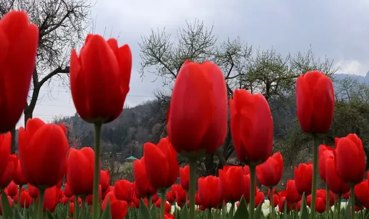 Asia's largest Tulip Garden opens from March 19, see photos