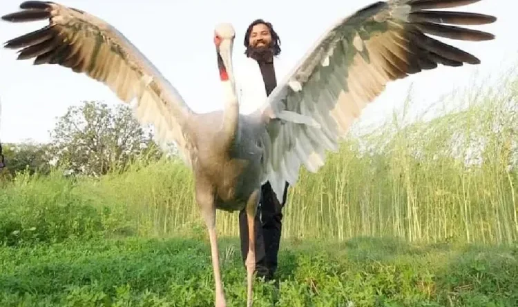 Arif's stork friend is female, will not be left in the sanctuary