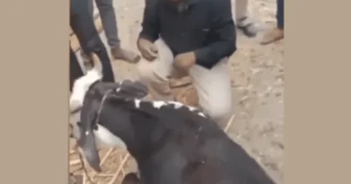 Video Viral: Muslim youth in Maharashtra forced to bow before cow by wearing cap on his head