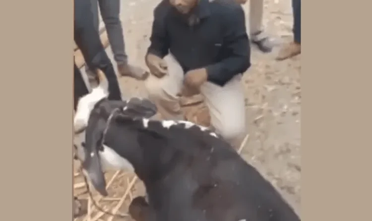 Video Viral: Muslim youth in Maharashtra forced to bow before cow by wearing cap on his head