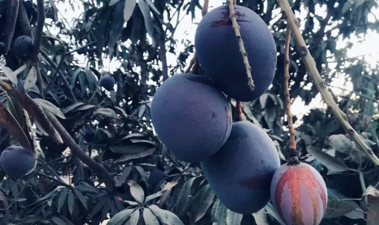 Al-Qunfudah's Mango Festival ends, know where the production of mangoes reached per year in Saudi Arabia