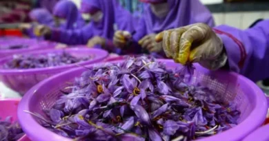 Afghanistan ready to export saffron, known as 'red gold' in the Middle East