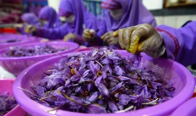 Afghanistan ready to export saffron, known as 'red gold' in the Middle East