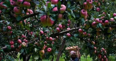 The distressed apple farmers of Kashmir depend on the expectations of the government.