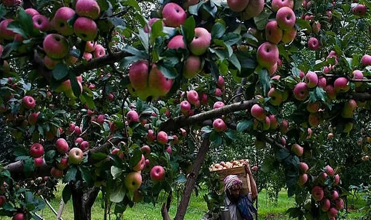 The distressed apple farmers of Kashmir depend on the expectations of the government.