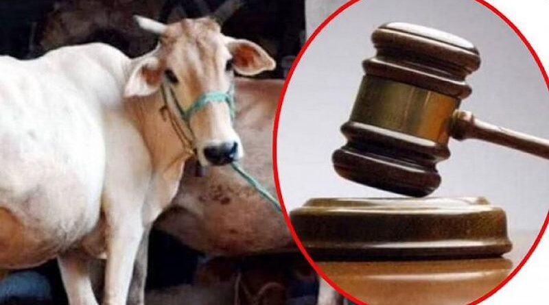 Allahabad High Court reprimands UP Police seizing vehicle UP Prevention Cow Slaughter Act