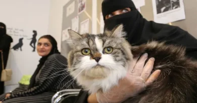 Either me or the cat: Pets become reason for divorce in Kuwait, 40 couples separated