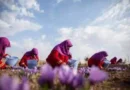 Afghan saffron gains traction in global market, large orders expected to improve farmers' livelihood