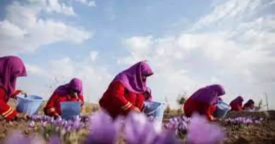 Afghan saffron gains traction in global market, large orders expected to improve farmers' livelihood