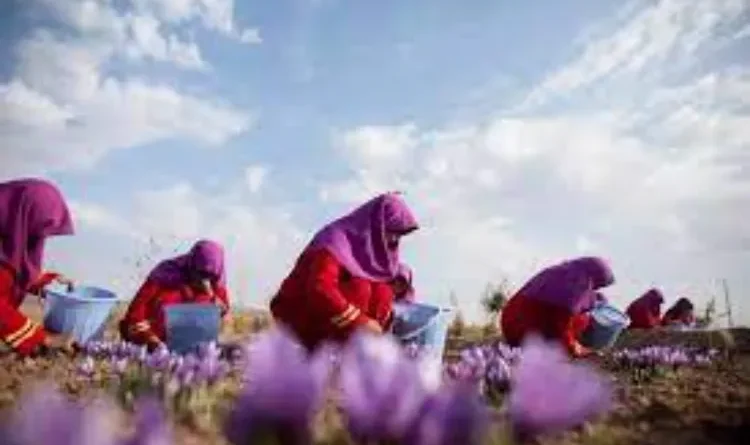 Afghan saffron gains traction in global market, large orders expected to improve farmers' livelihood