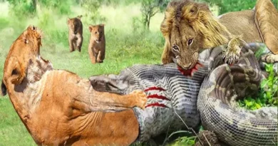 Pakistan: The old lion and the python