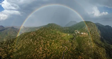 Know how Saudi Arabia is protecting biodiversity by restoring ancient juniper forests?