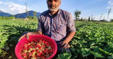'Red gold' blooms again in Kashmir Strawberry harvesting begins in Gasu Khember, hopes and challenges too