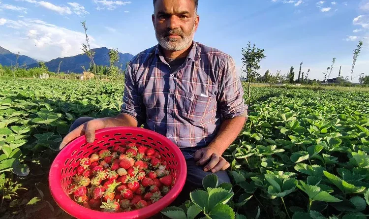 'Red gold' blooms again in Kashmir Strawberry harvesting begins in Gasu Khember, hopes and challenges too