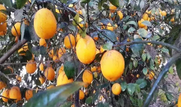 Bumper crop in Herat, market sluggish; farmers disappointed