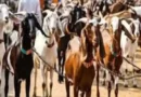 Opposition to sacrifice on Bakrid: Conspiracy to mislead Indian Muslims by using Morocco as an excuse