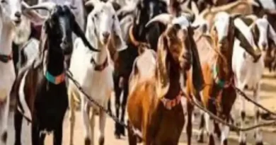 Opposition to sacrifice on Bakrid: Conspiracy to mislead Indian Muslims by using Morocco as an excuse