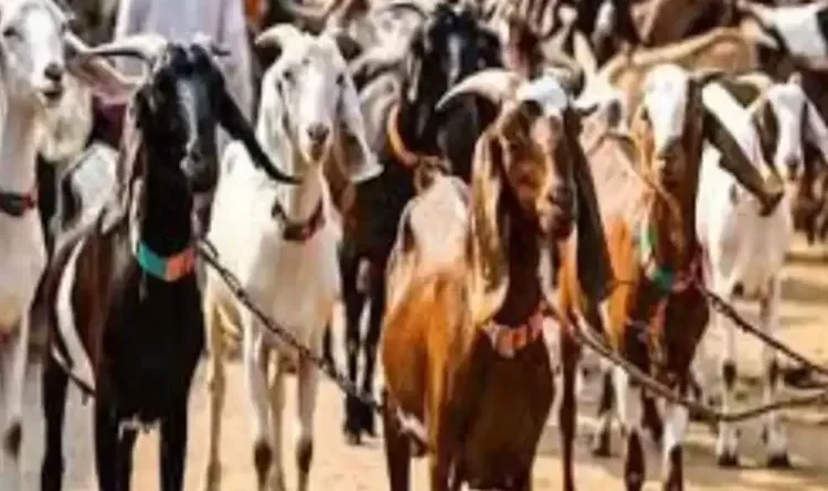 Opposition to sacrifice on Bakrid: Conspiracy to mislead Indian Muslims by using Morocco as an excuse