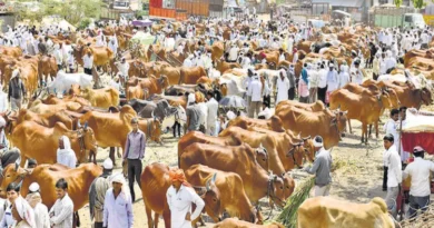 Politics in the name of cow has broken the back of farmers, cattle market deserted due to boycott by Qureshi community
