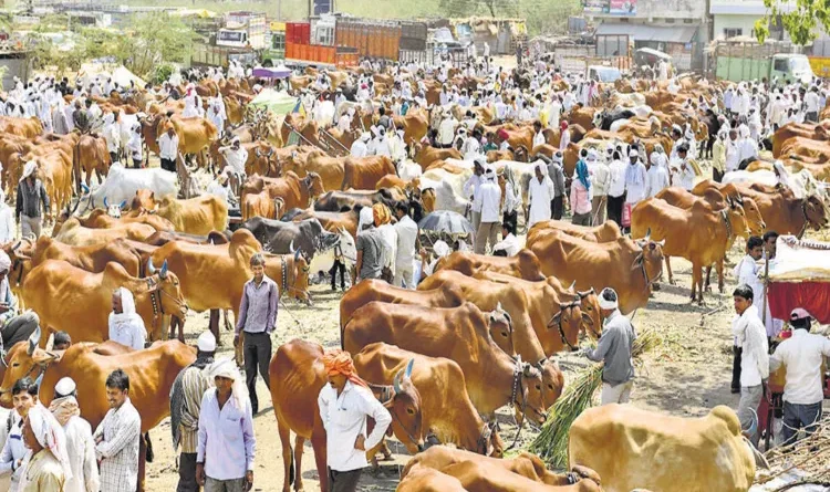Politics in the name of cow has broken the back of farmers, cattle market deserted due to boycott by Qureshi community