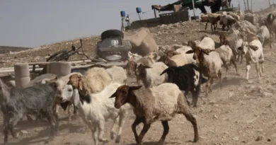 Golan Heights: Israeli soldiers stole goats from Syria.