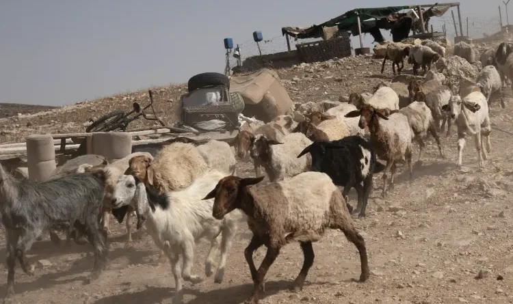 Golan Heights: Israeli soldiers stole goats from Syria.