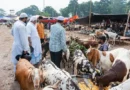 Bakrid 2026: Confusion Mounts Over Cow Sacrifice in Bengal
