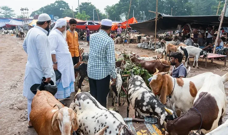 Bakrid 2026: Confusion Mounts Over Cow Sacrifice in Bengal