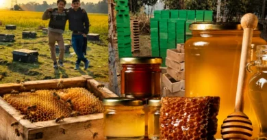 Assam's Vicky Hussain transformed his fortunes through beekeeping, earning lakhs.