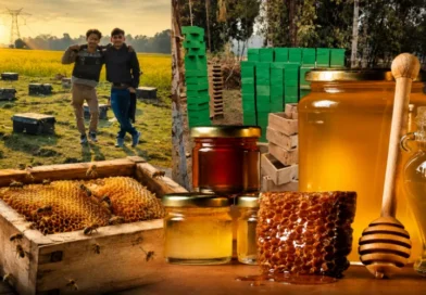 Assam's Vicky Hussain transformed his fortunes through beekeeping, earning lakhs.