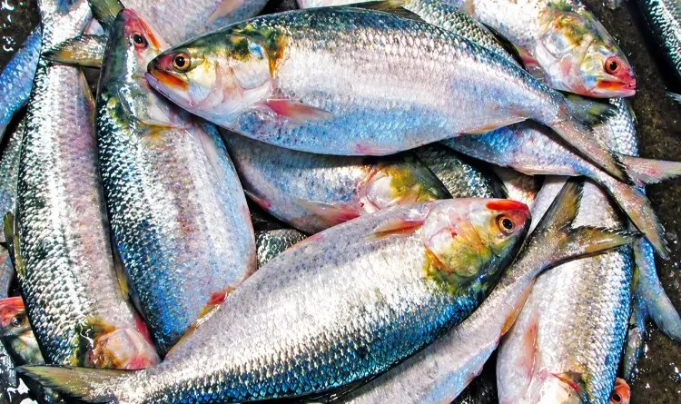 Why is a large quantity of Hilsa fish being exported from India to Bangladesh?